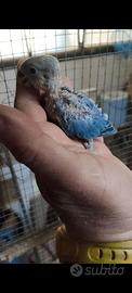 Inseparabile roseicollis blu da imbecco