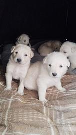 Cuccioli mix maremmano