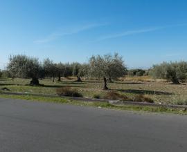 Terreno agricolo Terre Nere Motta S.A. - Rif. 23M