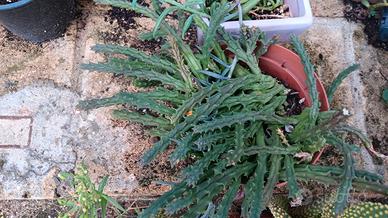 60 talee piante grasse 