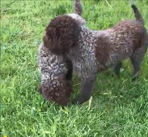 Lagotto Romagnolo da tartufi