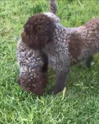 Lagotto Romagnolo da tartufi