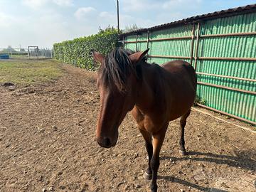 Cavallo Appaloosa