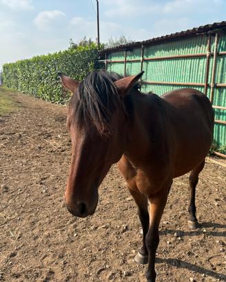 Cavallo Appaloosa