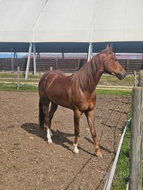 Puledra 4 anni quarter horse super