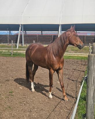 Puledra 4 anni quarter horse super