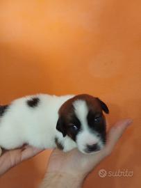 Jack Russell broken 