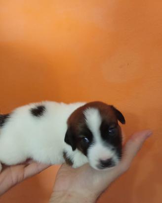 Jack Russell broken 