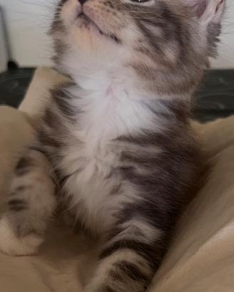 Maine Coon