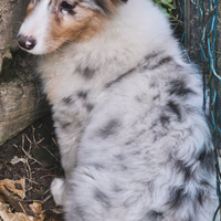 Australian shepherd cucciola pedigree