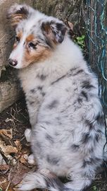 Australian shepherd cucciola pedigree