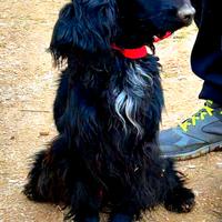 Cocker puro addestrato