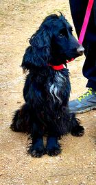 Cocker puro addestrato