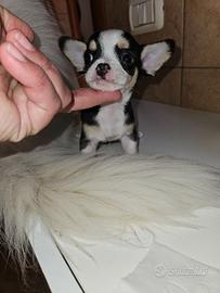 Chihuahua mini tricolor