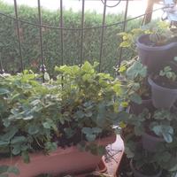 Piantine di fragole appena nate