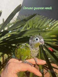 Conuro guance verdi allevato a mano