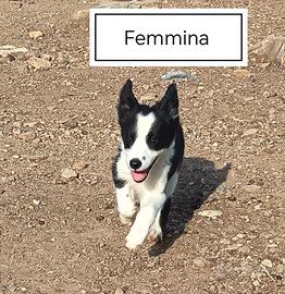Border Collie
