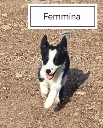 Border Collie