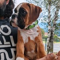 Cucciolo boxer