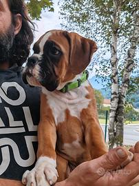 Cucciolo boxer