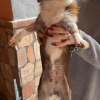 Chihuahua femmine fattrici