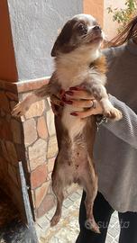 Chihuahua femmine fattrici