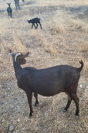 Capra Murciana in lattazione