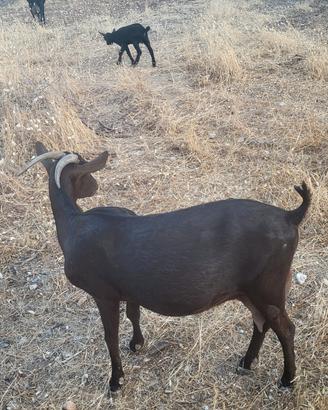 Capra Murciana in lattazione