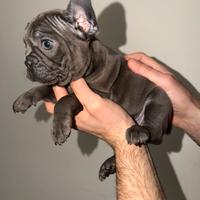 Buldogue francese