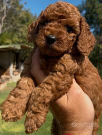 Cuccioli di Barboncini Toy RED