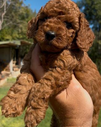 Cuccioli di Barboncini Toy RED