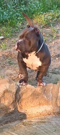 American bully