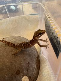 Paroedura stumpffi ( simile al picta)