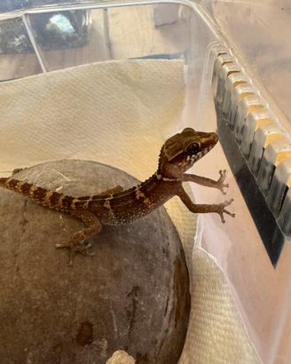 Paroedura stumpffi ( simile al picta)