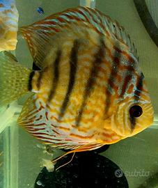Discus Maschio