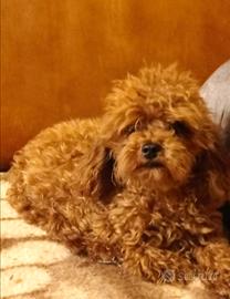 Barboncino minitoy teacup