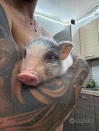 Animali