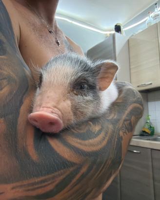 Animali
