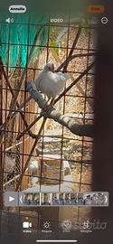 Pulcini di Gallina Siciliana Coronata Razza Pura