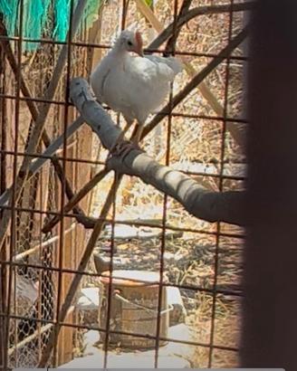 Pulcini di Gallina Siciliana Coronata Razza Pura
