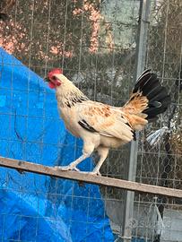 Animali