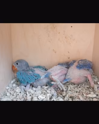 Parrocchetto dal collare