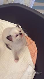 Cuccioli di Ragdoll