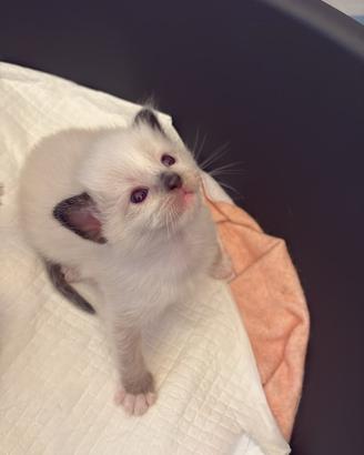 Cuccioli di Ragdoll