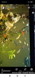 Pesci Molly,platy
