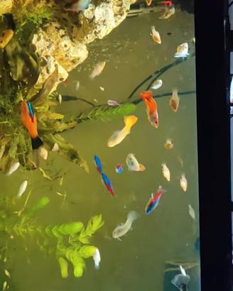 Pesci Molly,platy
