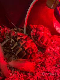 Coppia di tartaruga di terra