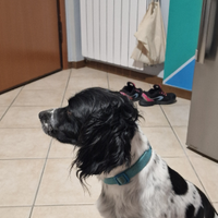 Springer Spaniel Maschio per monta