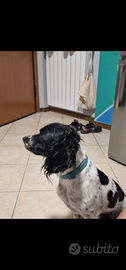Springer Spaniel Maschio per monta