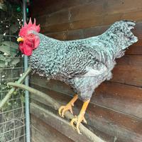 Gallo Amrock